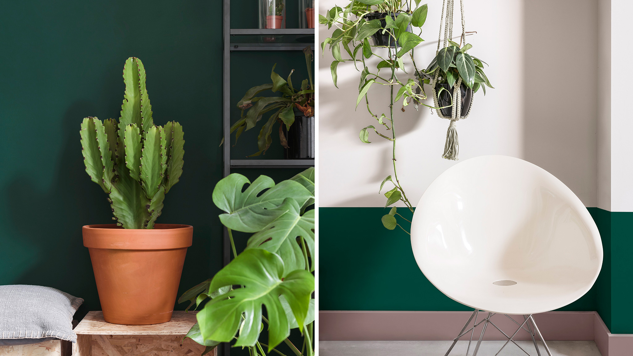 Grønn interiørfarge og grønne planter Grønne farger på veggen som harmonerer med grønne planter